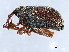  ( - CNC COLEO 00126883)  @11 [ ] CreativeCommons - Attribution (2011) CNC/CBG Photography Group Centre for Biodiversity Genomics
