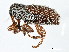  (Isorhynchus - CNC COLEO 00126889)  @15 [ ] CreativeCommons - Attribution (2011) CNC/CBG Photography Group Centre for Biodiversity Genomics