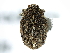  (Mogulones borraginis - CNC COLEO 00126895)  @11 [ ] CreativeCommons - Attribution (2011) CNC/CBG Photography Group Centre for Biodiversity Genomics
