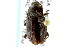  ( - CNC COLEO 00126906)  @11 [ ] CreativeCommons - Attribution (2011) CNC/CBG Photography Group Centre for Biodiversity Genomics
