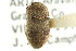  ( - CNC COLEO 00126914)  @11 [ ] CreativeCommons - Attribution (2011) CNC/CBG Photography Group Centre for Biodiversity Genomics