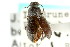  (Blapstinus barri - CNC COLEO 00126919)  @11 [ ] CreativeCommons - Attribution (2011) CNC/CBG Photography Group Centre for Biodiversity Genomics