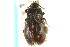  ( - CNC COLEO 00126920)  @11 [ ] CreativeCommons - Attribution (2011) CNC/CBG Photography Group Centre for Biodiversity Genomics