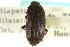  ( - CNC COLEO 00126921)  @11 [ ] CreativeCommons - Attribution (2011) CNC/CBG Photography Group Centre for Biodiversity Genomics