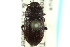 ( - CNC COLEO 00126922)  @11 [ ] CreativeCommons - Attribution (2011) CNC/CBG Photography Group Centre for Biodiversity Genomics