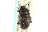  ( - CNC COLEO 00126923)  @11 [ ] CreativeCommons - Attribution (2011) CNC/CBG Photography Group Centre for Biodiversity Genomics