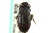  (Blapstinus fortis - CNC COLEO 00126925)  @11 [ ] CreativeCommons - Attribution (2011) CNC/CBG Photography Group Centre for Biodiversity Genomics