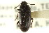  ( - CNC COLEO 00126929)  @11 [ ] CreativeCommons - Attribution (2011) CNC/CBG Photography Group Centre for Biodiversity Genomics