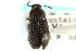  (Blapstinus oregalis - CNC COLEO 00126930)  @13 [ ] CreativeCommons - Attribution (2011) CNC/CBG Photography Group Centre for Biodiversity Genomics