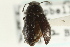  ( - CNC COLEO 00126932)  @13 [ ] CreativeCommons - Attribution (2011) CNC/CBG Photography Group Centre for Biodiversity Genomics