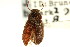  (Blapstinus hesperius - CNC COLEO 00126934)  @13 [ ] CreativeCommons - Attribution (2011) CNC/CBG Photography Group Centre for Biodiversity Genomics