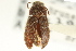  ( - CNC COLEO 00126935)  @13 [ ] CreativeCommons - Attribution (2011) CNC/CBG Photography Group Centre for Biodiversity Genomics