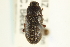 ( - CNC COLEO 00126936)  @11 [ ] CreativeCommons - Attribution (2011) CNC/CBG Photography Group Centre for Biodiversity Genomics
