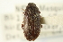  (Blapstinus histricus - CNC COLEO 00126937)  @11 [ ] CreativeCommons - Attribution (2011) CNC/CBG Photography Group Centre for Biodiversity Genomics