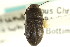  (Blapstinus pratensis - CNC COLEO 00126947)  @13 [ ] CreativeCommons - Attribution (2011) CNC/CBG Photography Group Centre for Biodiversity Genomics