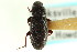  (Blapstinus angustus - CNC COLEO 00126958)  @13 [ ] CreativeCommons - Attribution (2011) CNC/CBG Photography Group Centre for Biodiversity Genomics