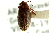  ( - CNC COLEO 00127015)  @11 [ ] CreativeCommons - Attribution (2011) CNC/CBG Photography Group Centre for Biodiversity Genomics
