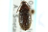  ( - CNC COLEO 00127025)  @11 [ ] CreativeCommons - Attribution (2011) CNC/CBG Photography Group Centre for Biodiversity Genomics