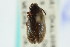  ( - CNC COLEO 00127027)  @11 [ ] CreativeCommons - Attribution (2011) CNC/CBG Photography Group Centre for Biodiversity Genomics