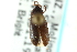  ( - CNC COLEO 00127029)  @11 [ ] CreativeCommons - Attribution (2011) CNC/CBG Photography Group Centre for Biodiversity Genomics