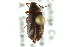  ( - CNC COLEO 00127031)  @11 [ ] CreativeCommons - Attribution (2011) CNC/CBG Photography Group Centre for Biodiversity Genomics