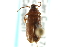  ( - CNC COLEO 00127032)  @11 [ ] CreativeCommons - Attribution (2011) CNC/CBG Photography Group Centre for Biodiversity Genomics