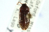  ( - CNC COLEO 00127037)  @11 [ ] CreativeCommons - Attribution (2011) CNC/CBG Photography Group Centre for Biodiversity Genomics