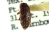  ( - CNC COLEO 00127047)  @11 [ ] CreativeCommons - Attribution (2011) CNC/CBG Photography Group Centre for Biodiversity Genomics