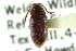  ( - CNC COLEO 00127048)  @11 [ ] CreativeCommons - Attribution (2011) CNC/CBG Photography Group Centre for Biodiversity Genomics