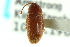 ( - CNC COLEO 00127049)  @11 [ ] CreativeCommons - Attribution (2011) CNC/CBG Photography Group Centre for Biodiversity Genomics
