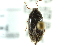  ( - CNC COLEO 00127052)  @11 [ ] CreativeCommons - Attribution (2011) CNC/CBG Photography Group Centre for Biodiversity Genomics
