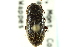  ( - CNC COLEO 00127054)  @12 [ ] CreativeCommons - Attribution (2011) CNC/CBG Photography Group Centre for Biodiversity Genomics