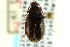  ( - CNC COLEO 00127063)  @11 [ ] CreativeCommons - Attribution (2011) CNC/CBG Photography Group Centre for Biodiversity Genomics
