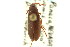  ( - CNC COLEO 00127109)  @11 [ ] CreativeCommons - Attribution (2011) CNC/CBG Photography Group Centre for Biodiversity Genomics