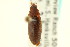  (Hymenorus inutilis - CNC COLEO 00127111)  @11 [ ] CreativeCommons - Attribution (2011) CNC/CBG Photography Group Centre for Biodiversity Genomics
