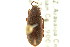  ( - CNC COLEO 00127148)  @11 [ ] CreativeCommons - Attribution (2011) CNC/CBG Photography Group Centre for Biodiversity Genomics