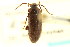  ( - CNC COLEO 00127156)  @11 [ ] CreativeCommons - Attribution (2011) CNC/CBG Photography Group Centre for Biodiversity Genomics