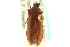  ( - CNC COLEO 00127160)  @11 [ ] CreativeCommons - Attribution (2011) CNC/CBG Photography Group Centre for Biodiversity Genomics