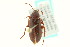  (Hymenorus prolixus - CNC COLEO 00127161)  @13 [ ] CreativeCommons - Attribution (2011) CNC/CBG Photography Group Centre for Biodiversity Genomics