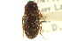  ( - CNC COLEO 00127174)  @12 [ ] CreativeCommons - Attribution (2011) CNC/CBG Photography Group Centre for Biodiversity Genomics
