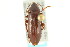  ( - CNC COLEO 00127179)  @12 [ ] CreativeCommons - Attribution (2011) CNC/CBG Photography Group Centre for Biodiversity Genomics