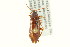  ( - CNC COLEO 00127180)  @11 [ ] CreativeCommons - Attribution (2011) CNC/CBG Photography Group Centre for Biodiversity Genomics