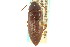  ( - CNC COLEO 00127181)  @11 [ ] CreativeCommons - Attribution (2011) CNC/CBG Photography Group Centre for Biodiversity Genomics