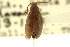  ( - CNC COLEO 00127183)  @11 [ ] CreativeCommons - Attribution (2011) CNC/CBG Photography Group Centre for Biodiversity Genomics