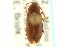  ( - CNC COLEO 00127197)  @11 [ ] CreativeCommons - Attribution (2011) CNC/CBG Photography Group Centre for Biodiversity Genomics