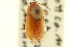  ( - CNC COLEO 00127263)  @11 [ ] CreativeCommons - Attribution (2011) CNC/CBG Photography Group Centre for Biodiversity Genomics