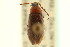  ( - CNC COLEO 00127265)  @11 [ ] CreativeCommons - Attribution (2011) CNC/CBG Photography Group Centre for Biodiversity Genomics