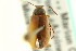  ( - CNC COLEO 00127266)  @11 [ ] CreativeCommons - Attribution (2011) CNC/CBG Photography Group Centre for Biodiversity Genomics