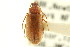  ( - CNC COLEO 00127274)  @11 [ ] CreativeCommons - Attribution (2011) CNC/CBG Photography Group Centre for Biodiversity Genomics