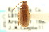  ( - CNC COLEO 00127275)  @11 [ ] CreativeCommons - Attribution (2011) CNC/CBG Photography Group Centre for Biodiversity Genomics